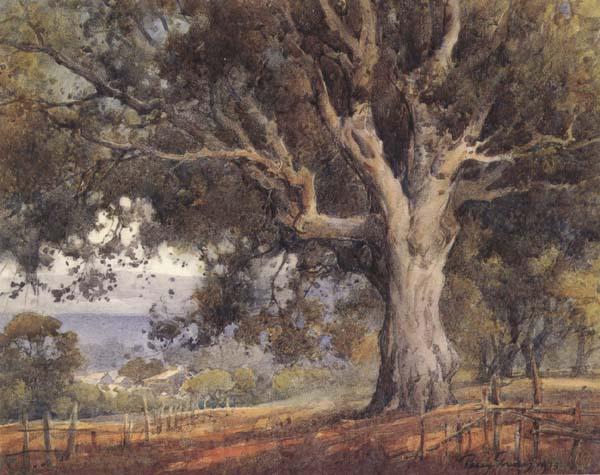 unknow artist Oak Tree Spain oil painting art